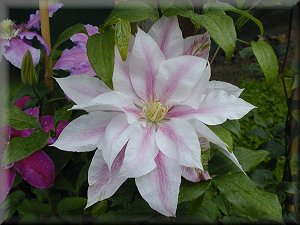 Clematis photograph