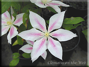 Clematis photograph