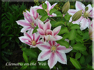 Clematis photograph