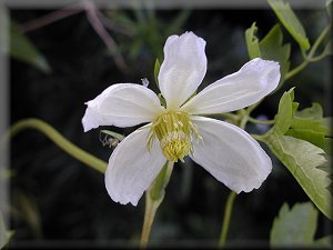 Clematis photograph