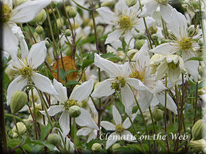 Clematis photograph