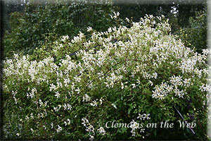 Clematis photograph