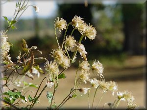 Clematis photograph