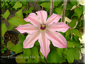 Clematis photograph