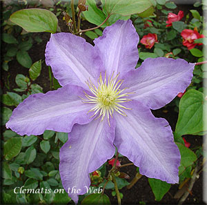 Clematis photograph