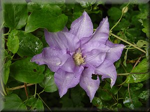 Clematis photograph