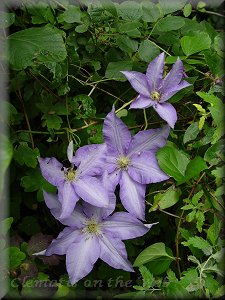 Clematis photograph