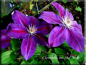 Clematis photograph