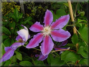 Clematis photograph