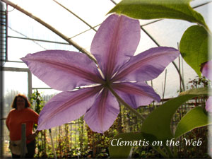 Clematis photograph