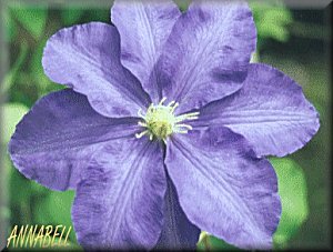 Clematis photograph