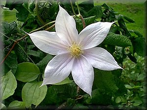 Clematis photograph