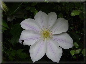 Clematis photograph