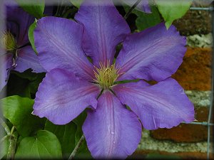 Clematis photograph