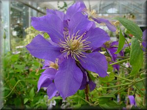 Clematis photograph