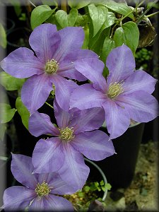 Clematis photograph