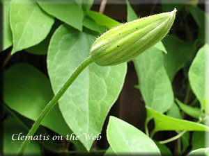 Clematis photograph