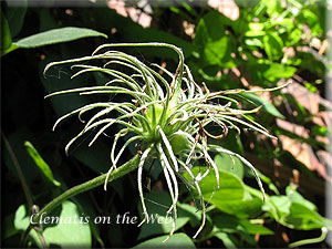 Clematis photograph