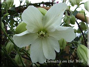 Clematis photograph