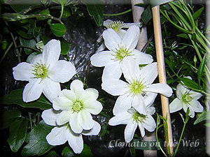 Clematis photograph