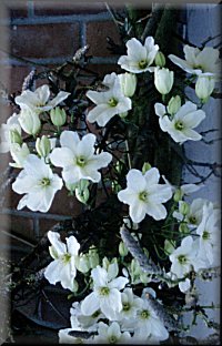 Clematis photograph