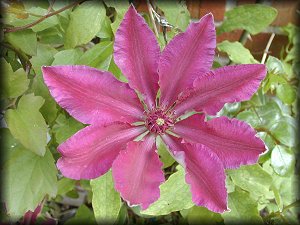 Clematis photograph