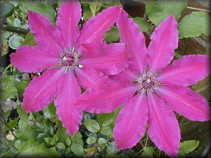 Clematis photograph