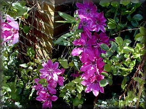 Clematis photograph