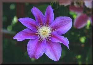 Clematis photograph