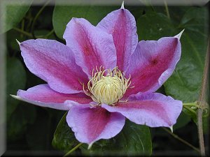 Clematis photograph