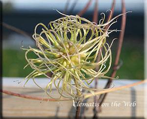 Clematis photograph