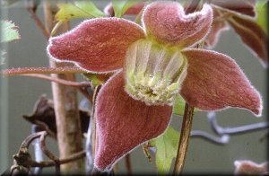 Clematis photograph