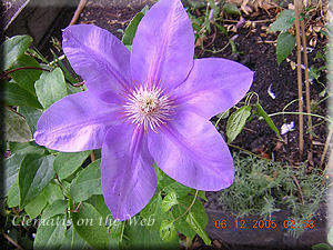 Clematis photograph