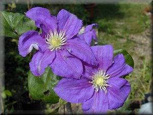 Clematis photograph