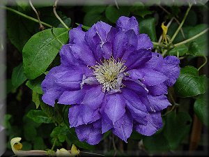 Clematis photograph