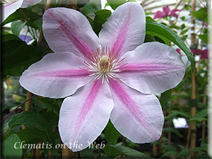 Clematis photograph