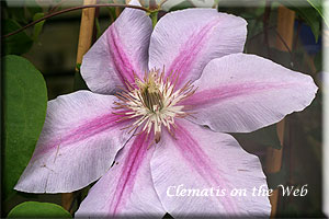 Clematis photograph