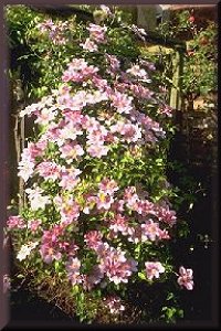 Clematis photograph