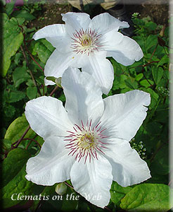 Clematis photograph