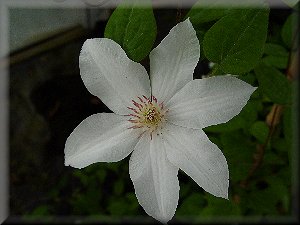 Clematis photograph