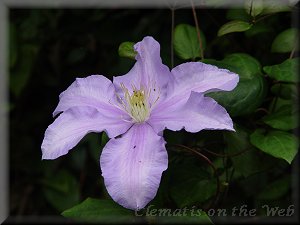 Clematis photograph