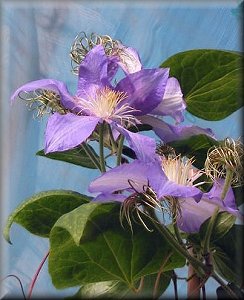 Clematis photograph