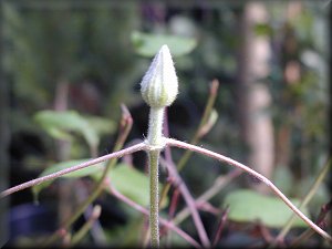 Clematis photograph