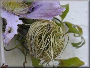 Clematis photograph