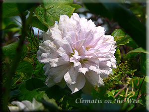 Clematis photograph