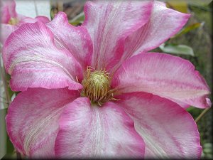 Clematis photograph