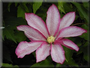 Clematis photograph