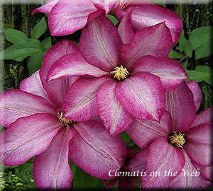 Clematis photograph