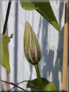 Clematis photograph