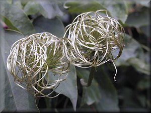 Clematis photograph